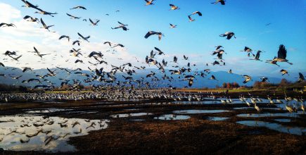 Bird migration to Israel