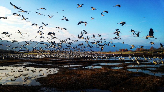 Bird migration to Israel